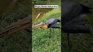 Burung Ini Menelan Ikan Besar