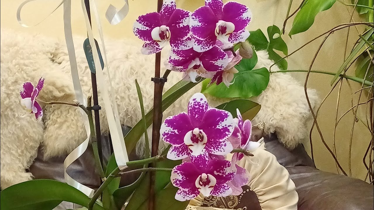 Як я користуюся добривами для орхідей 