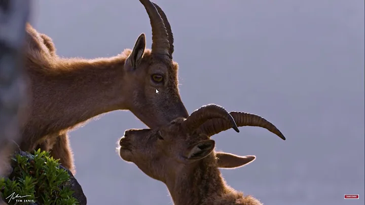 317 Switzerland AMAZING Beautiful Nature with Soothing Relaxing Music, 4k Ultra HD by Tim Janis   Yo