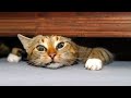 Try Not To Laugh or Grin While Watching Funny Animals Compilation (2019)