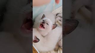 What Happens When You Touch a Kitten? #shorts #siamese #kitten #cute #adorable