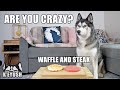 Left My Husky Alone With Steak And Waffles! He Can’t Believe it!