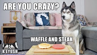 Left My Husky Alone With Steak And Waffles He Cant Believe It