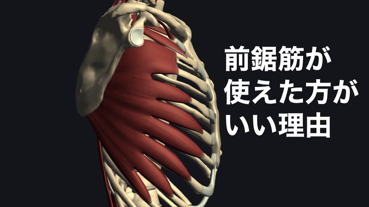 ヨガや運動で意識すべき肩甲骨の筋肉:前鋸筋