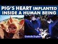 Doctors successfully implant pig’s heart inside human patient