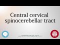 Central cervical spinocerebellar tract   anatomy of the brain   seehearsaylearn 