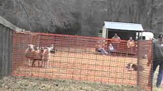 C-Horse Sniper: Herding A course by Red-Dawn Border Collies 325 views 12 years ago 5 minutes, 30 seconds