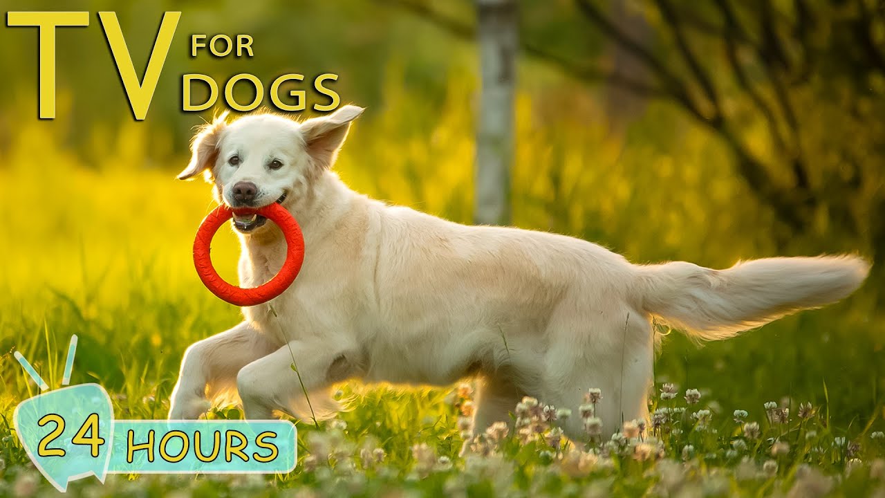 DOG TV: Collection Anxiety-Relieving Songs for Dogs to Listen in 24 Hours - Music for Dogs