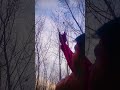 Incredible Focus on a Bird Sitting on a Tree 🎯#shorts #subscribe #shortsfeed #hunting