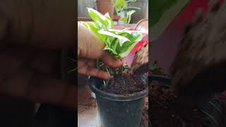 How to grow money plants with less care ? #PlantsAndMau