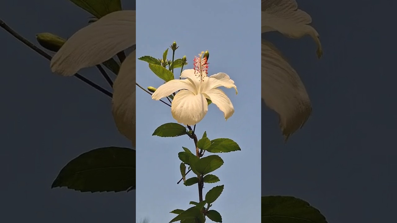 goats flowers  fishes videos #nature videography #ytviralshorts #inspired by nature