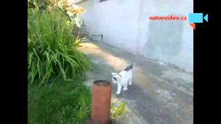 Download Lagu tanec svatýho Víta MP3