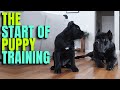 TRAINING My Puppy Cane Corso with Bruce Wayne