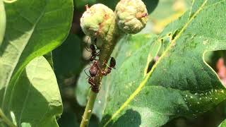 English Oak (Quercus robur) - ants & acorns close up - June 2018