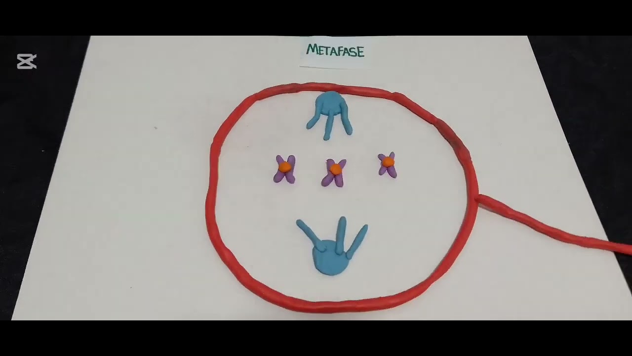mitosis en stop motion - YouTube