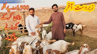 Baqra Mandi Rate. Baqra Mandi Fasilabad. Baqra Eid . Karobaroi Ideas.