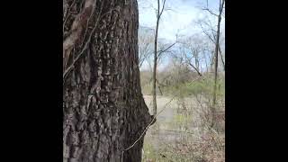 towpath trail. between canal fulton and massillon, water overflowing.. #overflow #ohio #towpath