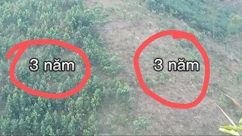 Sự khác biệt giữa hai vườn quế cùng tuổi l cách chăm sóc cây quế lớn nhanh l TTN vlog