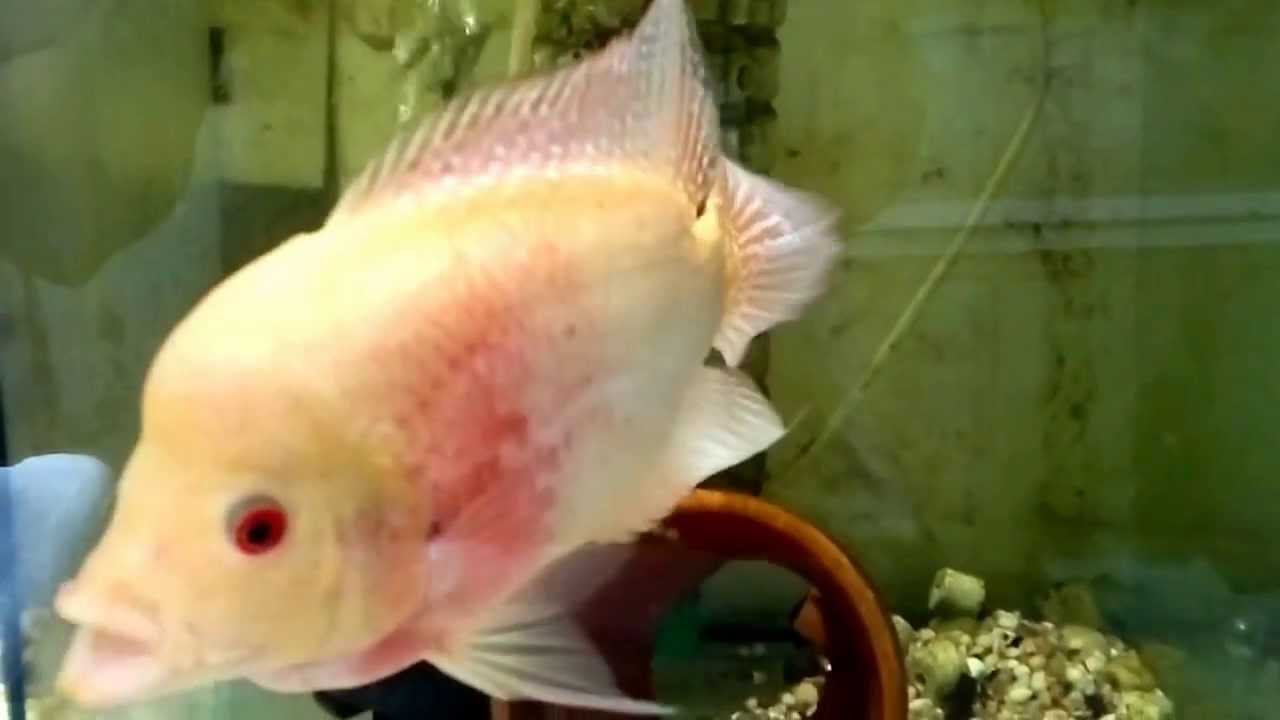 fader zz flowerhorn YouTube