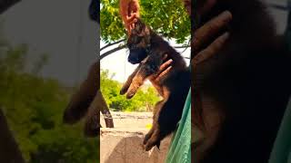 German Shepherd Puppy 🐾 Strong Body & Smart Nature #ah #dogshorts #ahmedabad Contact 8810623046