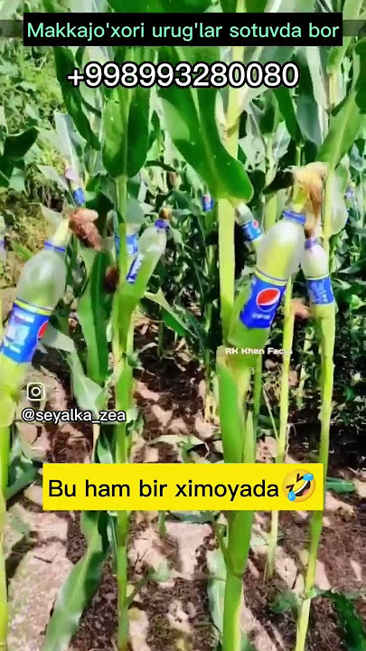 Jojalar navbat bilan hojatxonaga siyishadi