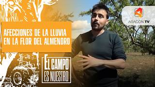 Afecciones de la lluvia en la flor del almendro