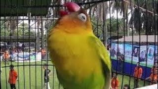 Download lagu Lovebird konslet bocor ! Ampuh buat masteran !!