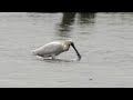 Spoonbill  feeding  -  Lancashire   -  July 2022