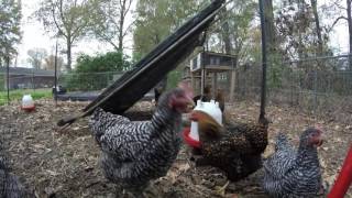 chicken mulching coop around manure