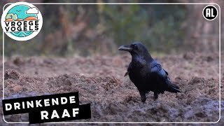 Raaf drinkt uit een poel | Zelf Geschoten | Vroege Vogels