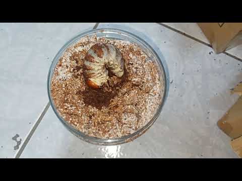 巴拉望L3幼蟲換菌瓶