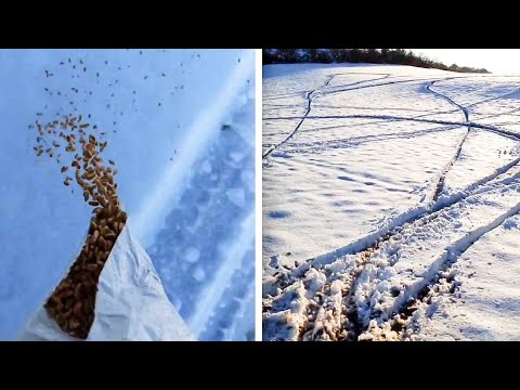 Un cazador va a alimentar a la fauna por la nevada y se encuentra su coto destrozado por motos