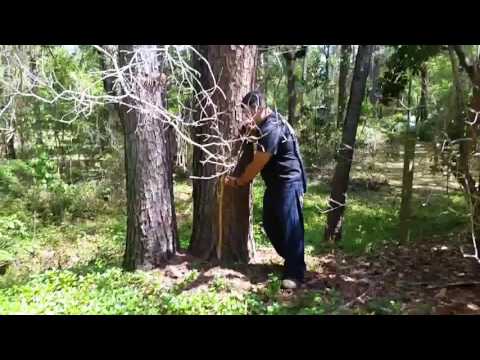 Lightning Striking Tree. SHOCKING VIDEO