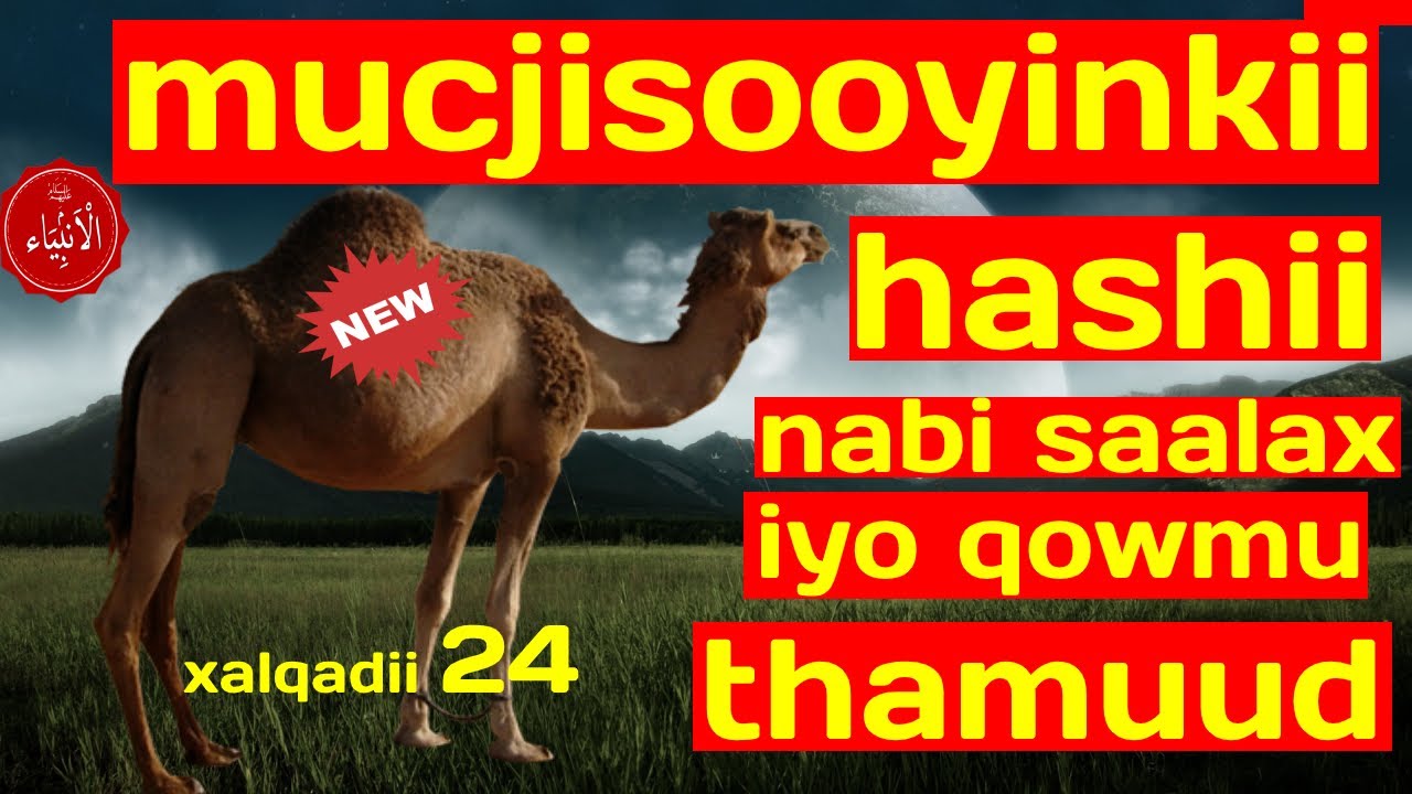 qisooyinka nabiyada/ qisadii qowmu samuud, iyo hashii nabi saalax