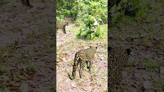 2 leopard attack in jungle a boy #shortvideo #shortsfeed #shorts #vfx