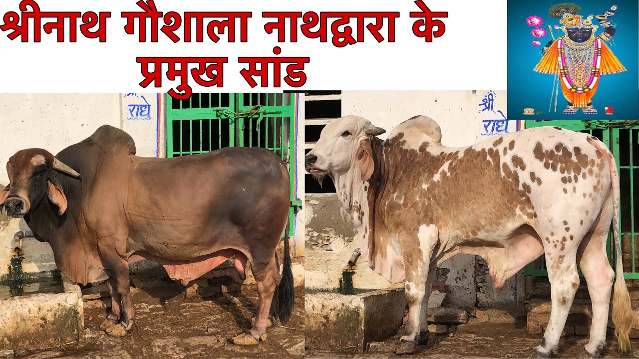 Beautiful bull / ब्यूटीफुल सांड, श्रीनाथ गौशाला
