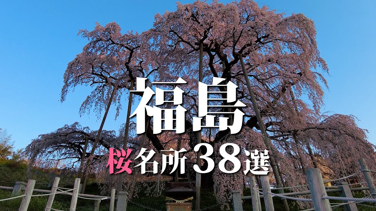 【福島】【38選】桜名所巡り Cherry blossoms in Fukushima 三春滝桜 合戦場のしだれ桜 円東寺 小川諏訪神社 霞ヶ城公園 上石の不動ザクラ 雪村桜