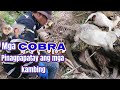 Mga cobra nakapatay ng tatlong kambing  tropang rex tuklaw