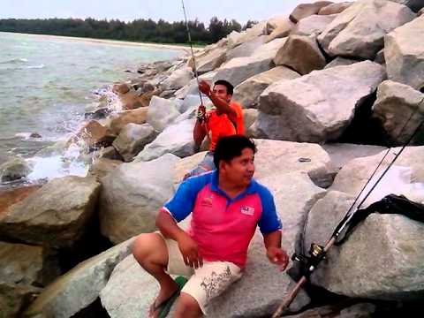 Pancing ikan siakap 15kg - YouTube