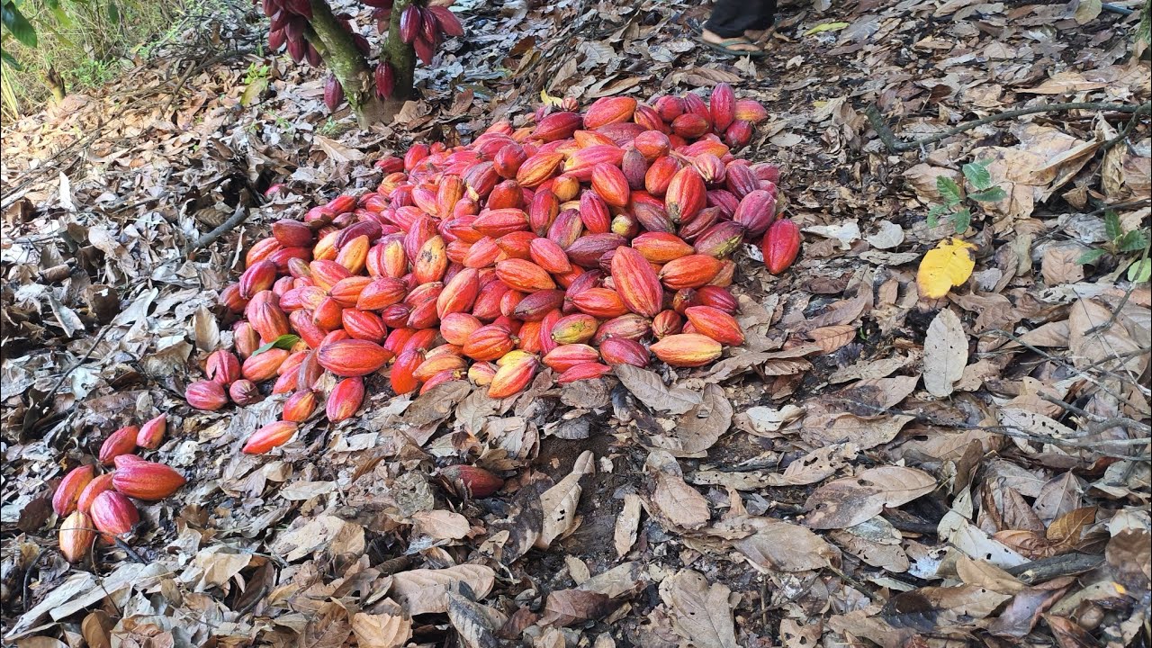 Hoje vamos conhecer uma plantação de cacau orgânico, 27/05 Episódio 01 2025.Curta e compartilhe!