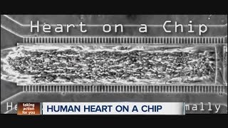 Heart on a chip