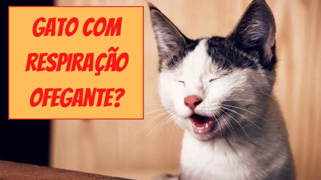Gato com respiração ofegante ? Descubra o que pode ser - YouTube