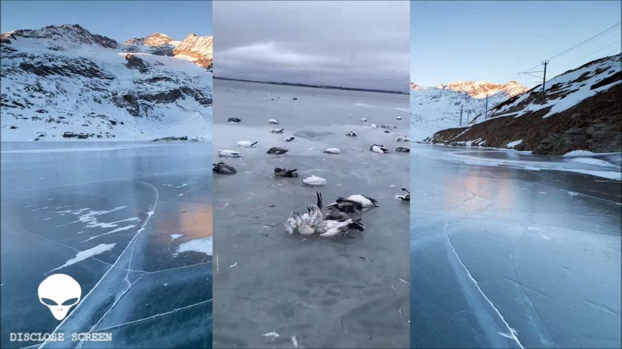 Thousands of dead birds found on a frozen lake with all their heads trapped frozen under the ice.