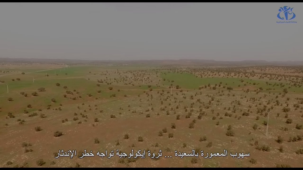 سهوب المعمورة بولاية سعيدة .... ثروة إيكولوجية تواجه خطر الإندثار