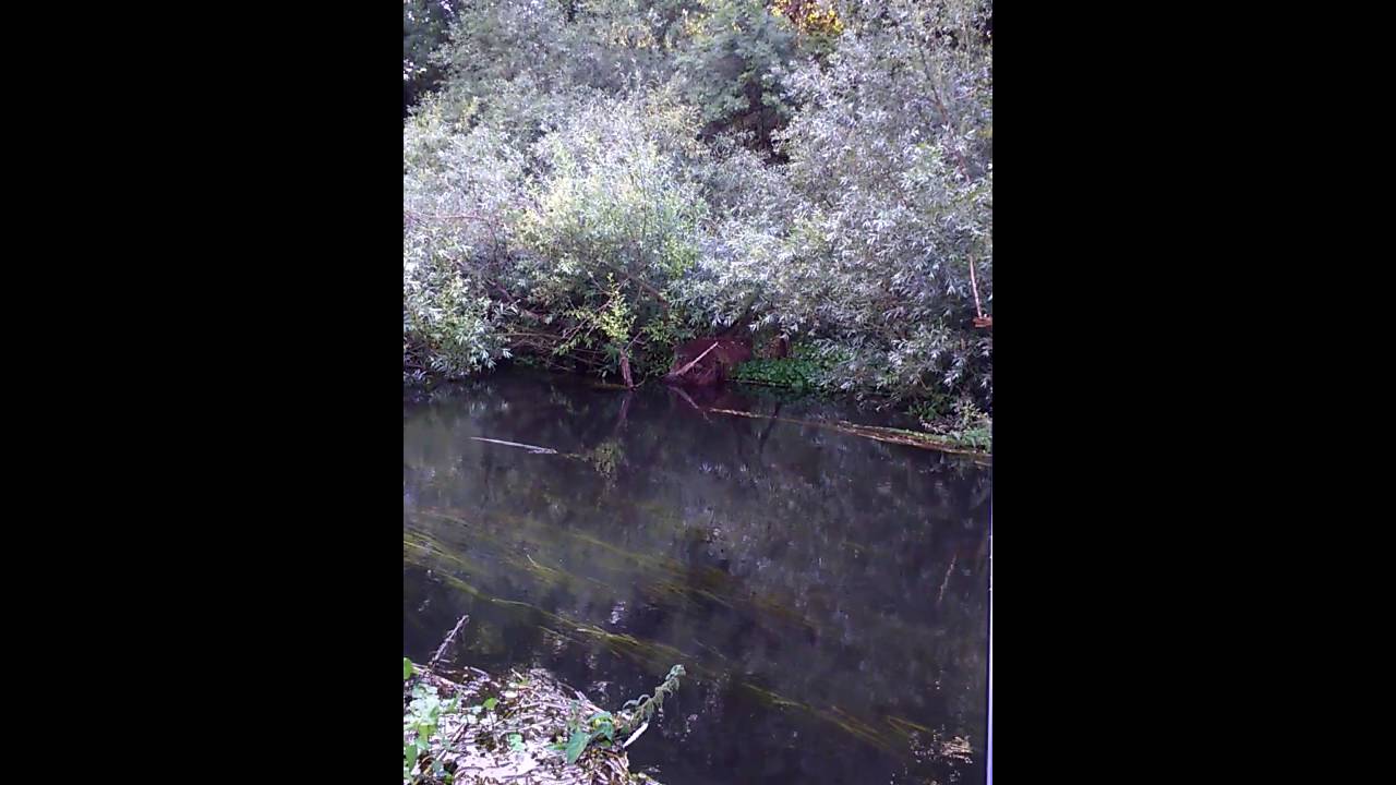 river colne at denham 2016