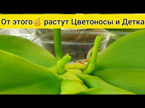 WATER orchids with this remedy and ✔ Orchid FLOWER STALKS grow ✔ BABY orchids and ✔ ORCHID ROOTS