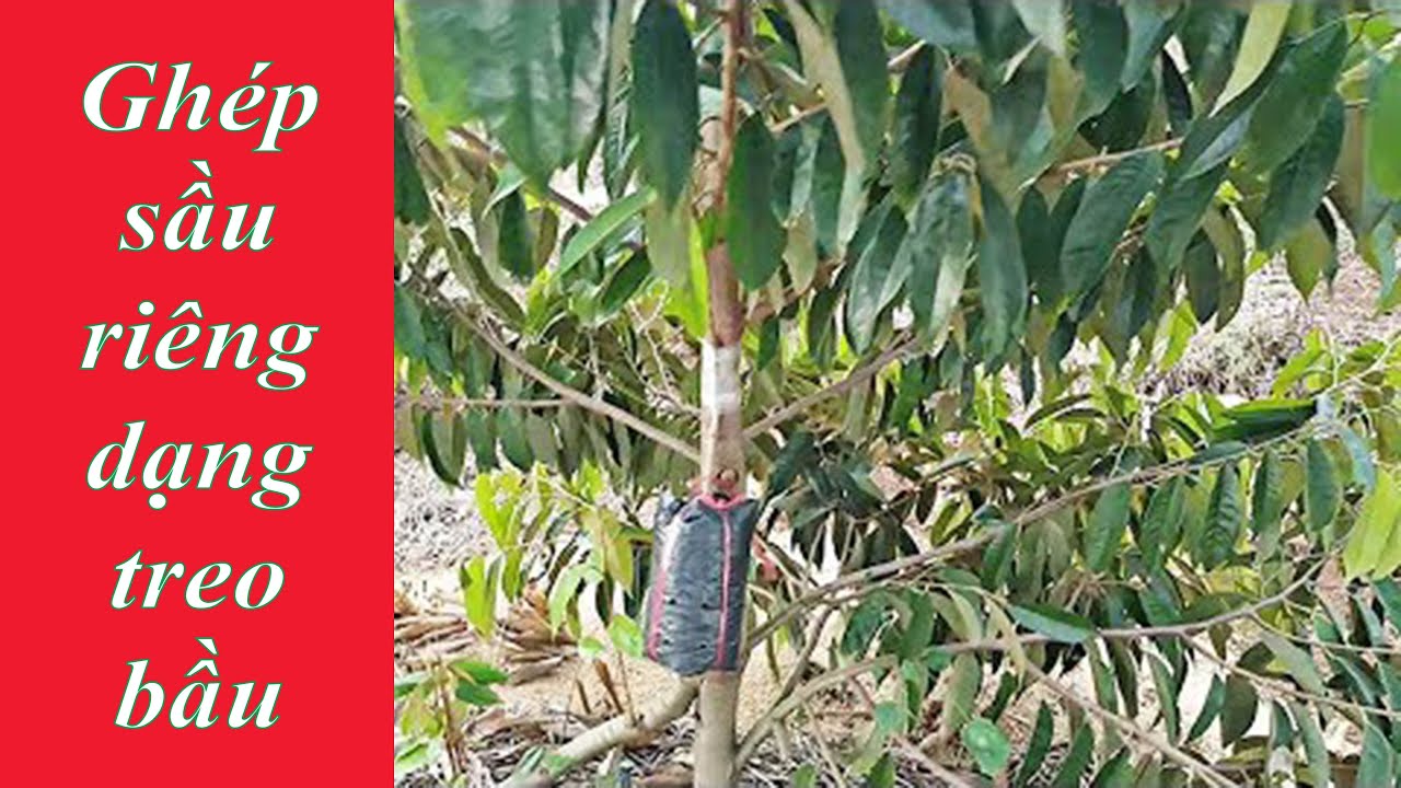 Ghép sầu riêng dạng treo bầu 2019 ( Durian transplant form hanging elected 2019)