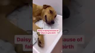 !🐾We are reaching out for support.The medical expenses for this procedure exceed $2000 #losangeles