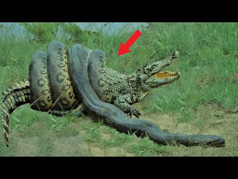 أضخم أفعى في الأمازون اكتشف أسرار الأناكوندا العملاقة من قلب المستنقعات