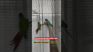 Blue Green Cheek Conure Adult Female Available With Dna